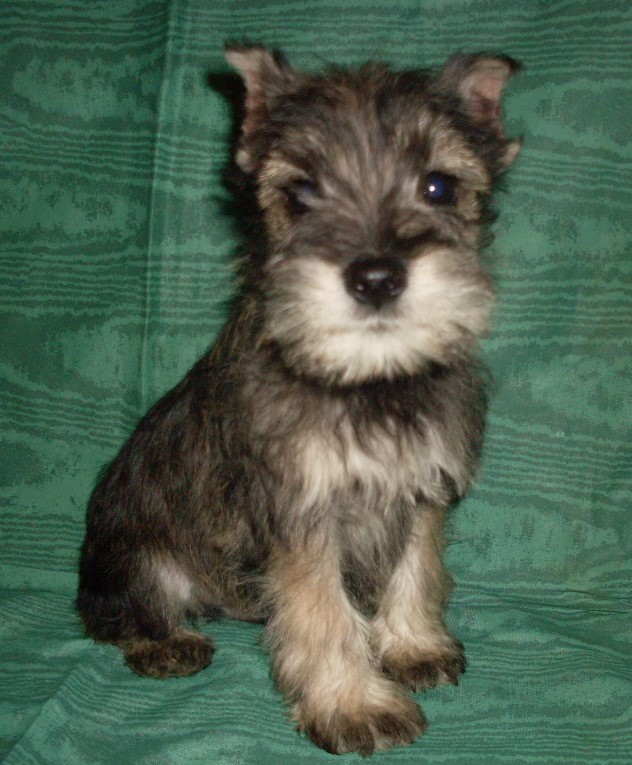 Merle schnauzer health sales problems